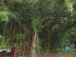 A banyan tree where we had lunch