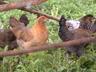 chickens
